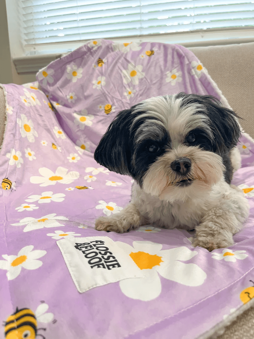 "Cute As Can Bee 2.0" Dog Blanket – by Flossie & Floof