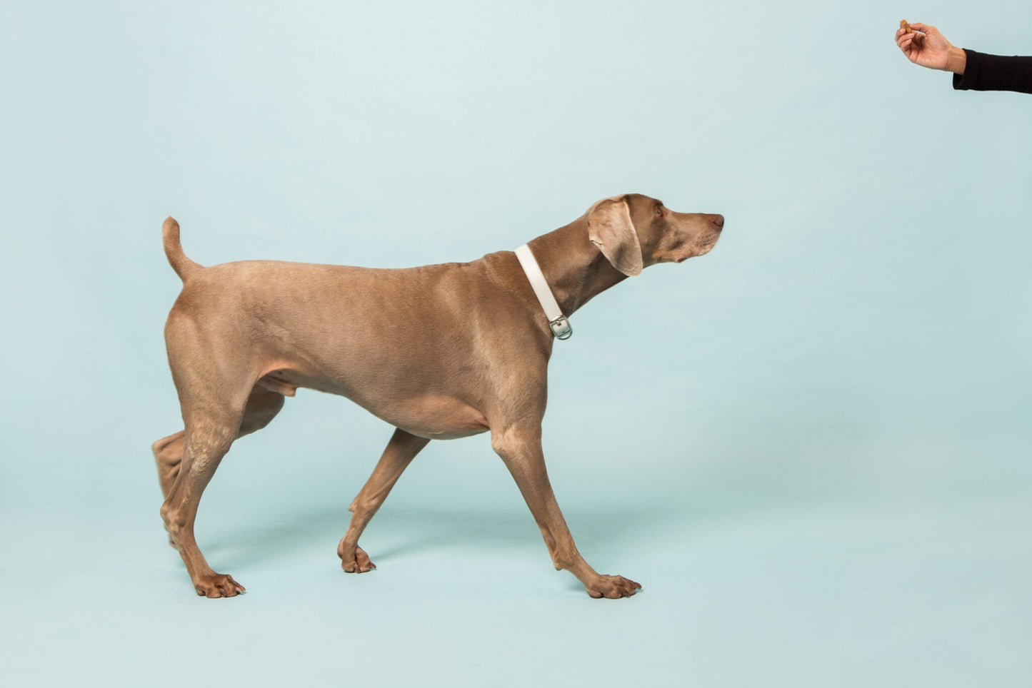 Ice Blue Dog Collar (Vegan Apple Leather) – by Skylos Collective