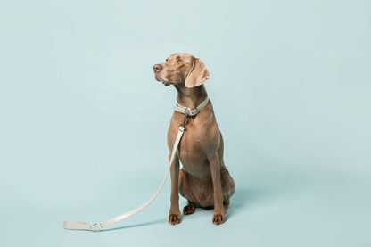 Ice Blue Dog Collar (Vegan Apple Leather) – by Skylos Collective