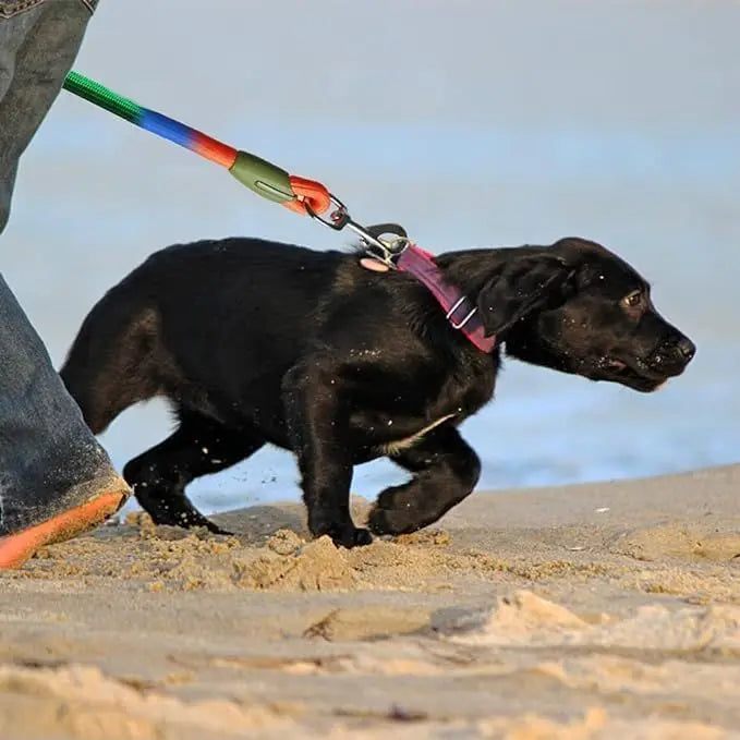 Two-in-One Dog Leash