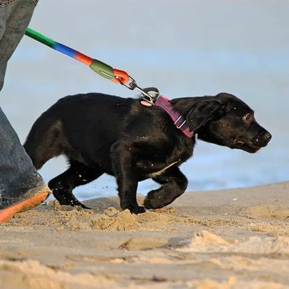 Two-in-One Dog Leash