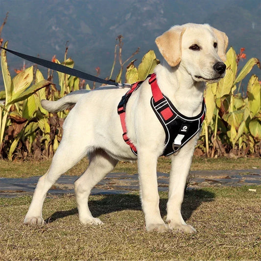 Reflective Dog Harness