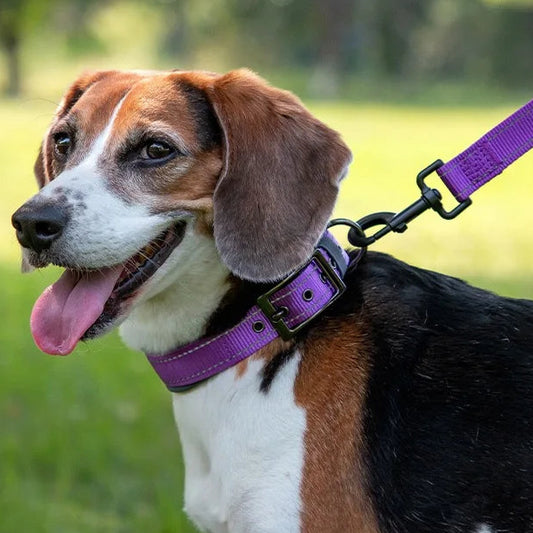 Padded Reflective Dog Collar